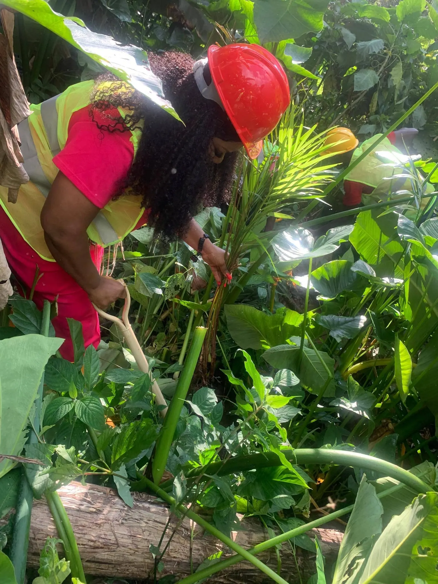 Tree Planting at the Bafut Royal Palace